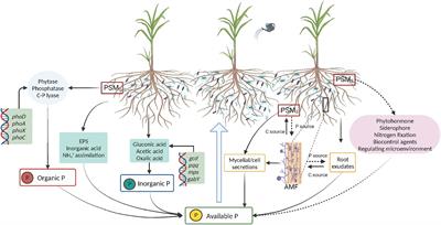 Soil phosphorus transformation and plant uptake driven by phosphate-solubilizing microorganisms